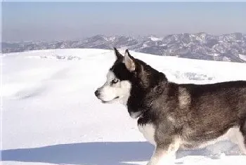 阿拉斯加雪橇犬病症(几种常见的狗狗病症)