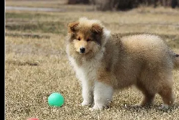 苏格兰牧羊犬偷吃了鸡骨头,口吐白色液体怎么办(苏格兰牧羊犬)