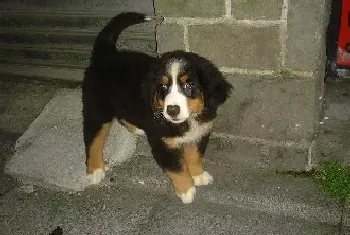 伯恩山犬厌食不爱吃东西该怎么办(伯恩山犬)