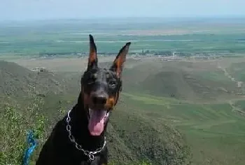 和杜宾犬爬山有哪些要注意的问题(杜宾犬)