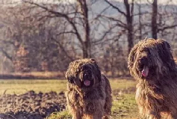 伯瑞犬的价格(波动不大一千至三千)