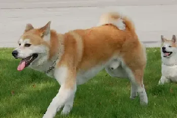 秋田犬与柴犬的区别(如何区分秋田和柴犬)