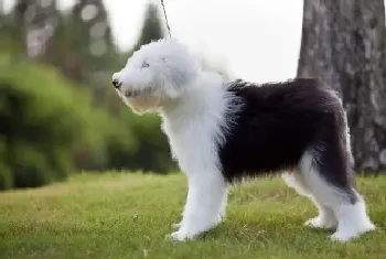 这些食物不能给古代牧羊犬吃(古代牧羊犬)