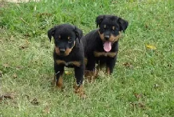 与罗威纳犬散步应谨慎对待的事情(罗威纳犬)