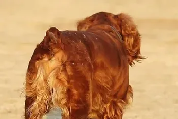 田野猎犬怎么训练?不能超出范围要求该犬