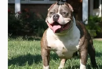 老年美国恶霸犬饮食秘诀 长寿又健康(美国恶霸犬)