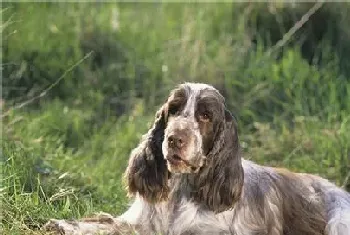 英国可卡犬怎么样(怎么选购英国可卡犬)