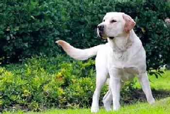 怎样训练拉布拉多犬?该犬反应能力强