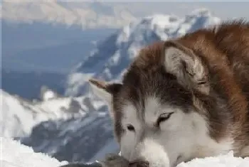 养阿拉斯加雪橇犬禁忌(刚到新的环境不要洗澡)