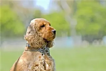 英国可卡犬怎么养(每天需喂食肉类250到350克)