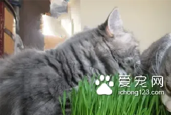 猫咪吃什么好(要注意食物的营养全面)