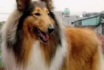 牙好胃口好 如何清理苏格兰牧羊犬牙齿(苏格兰牧羊犬)