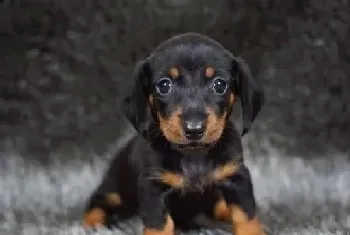 出生后一岁以内的腊肠幼犬的最佳饮食(腊肠犬)