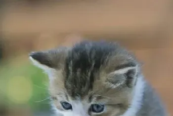 猫能吃油吗(最好不要吃油腻的食物)