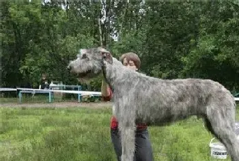 爱尔兰猎狼犬多高(雄性身高在75到90厘米)