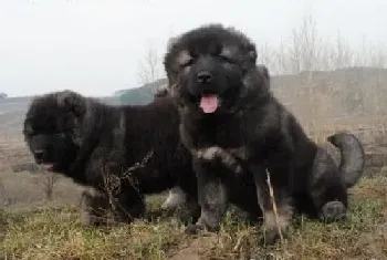 高加索狗狗的嘴部毛发泛黄该怎么清洁(高加索犬)