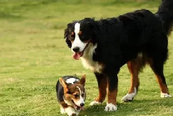 训练伯恩山犬时要注意到一些细节问题(伯恩山犬)