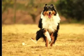 如何给喜乐蒂犬轻松剪指甲(喜乐蒂)