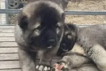 去除高加索犬体内寄生虫有哪些好办法(高加索犬)