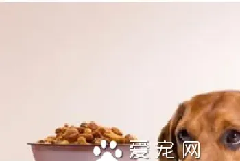 淘乐思狗粮怎么样(不能拿人的食物来喂狗)