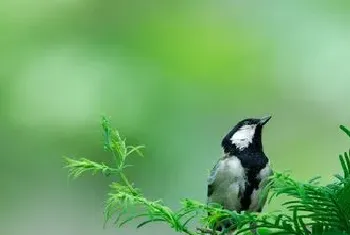 百灵鸟生病了怎么办?百灵鸟疾病的预防