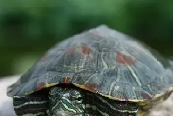 乌龟腐皮病怎么治疗?由细菌感染引起