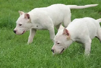 炎热的夏季,为什么杜高犬总吐舌头(杜高犬)