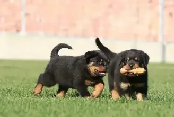 有关罗威纳犬呕吐的诊断方式(罗威纳犬)