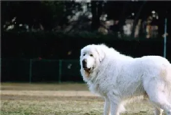 大白熊犬发情特征(交配需要注意的事项)