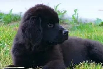 纽芬兰犬的好养吗(适当补充肉类食物)