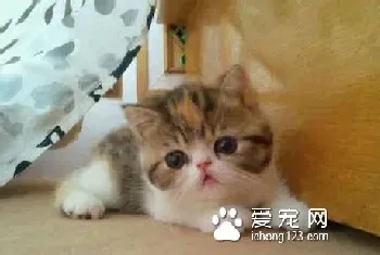 猫咪不吃不喝怎么办?首先要找出病因