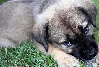 给比利时牧羊犬幼犬剪指甲的诀窍(比利时牧羊犬)