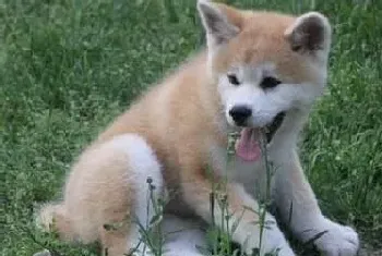 怎样通过饮食来提高秋田犬的免疫力(秋田犬)