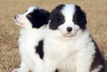 护理大全 如何照顾好年幼的边境牧羊犬(边境牧羊犬)