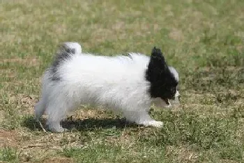 怀孕的蝴蝶犬肚子里有蛔虫可以吃驱虫药吗(蝴蝶犬)