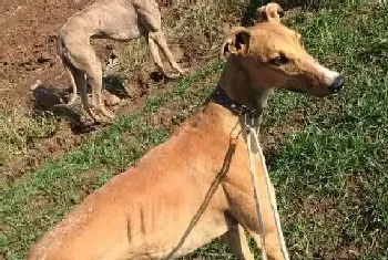 格力犬的胃口不太好怎么办(格力犬)