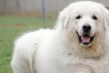 轻松给大白熊犬自制美味佳肴——山药小排汤(大白熊犬)