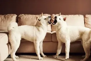 给秋田犬止血的家庭常备药有哪些(秋田犬)