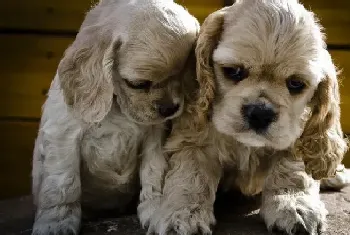 可卡犬吃完巧克力糖拉稀怎么办(可卡犬)