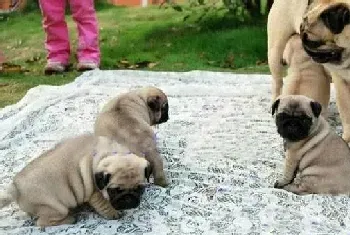 巴哥犬偷吃鱼刺被卡到了如何是好(巴哥犬)