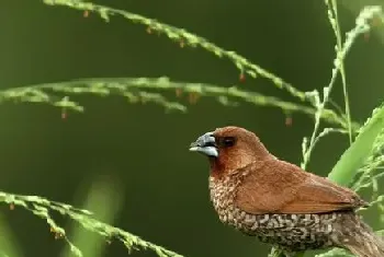 斑文鸟优点(斑文鸟的叫声会减少疲劳感)