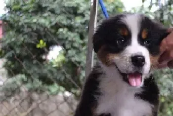 聊天可以让伯恩犬停止吠叫吗(伯恩山犬)