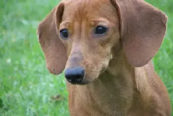 酷暑季节腊肠犬易患细菌肠炎及中暑两种疾病(腊肠犬)