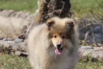 八个月的苏格兰牧羊犬什么都拉稀怎么办(苏格兰牧羊犬)