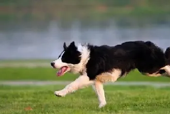 怎样训练边境牧羊犬让它更优秀(边境牧羊犬)