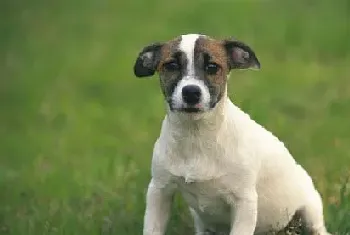 宠物狗驱虫疫苗(驱虫疫苗在幼犬期不可少)