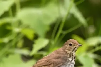 画眉鸟生病了怎么办?癀病的治疗方法