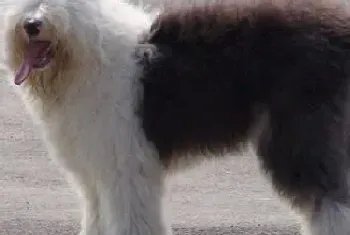 毛发护理两步骤 怎样让古代牧羊犬的毛发美丽动人(古代牧羊犬)