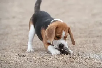 对于才买回家的比格犬来说怎样照顾是最合理的(比格犬)