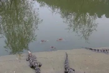 鳄鱼是怎么交配的(鳄鱼不用征得对方同意)